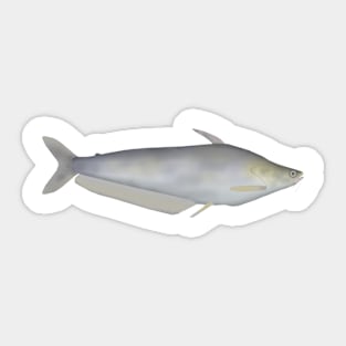 Silver Catfish Sticker